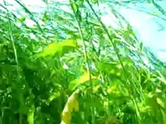 স্বর্ণকেশী অপেশাদার  ...